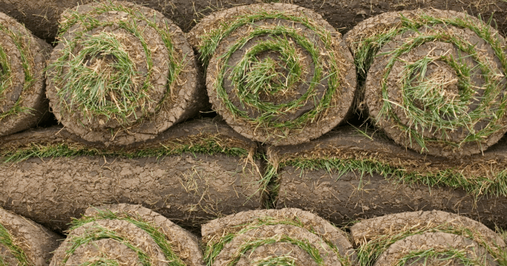 Grasses - Sod