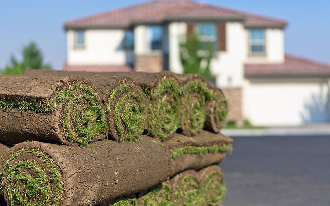 Rolls of sod stacked on a pallet