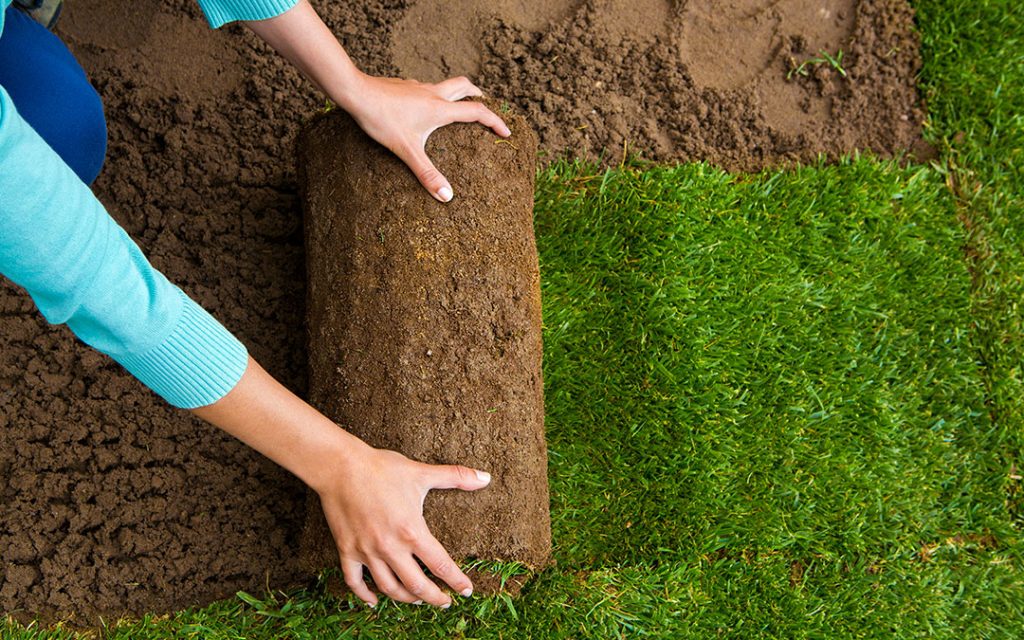 Person laying sod