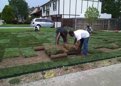 Thermal Blue sod install