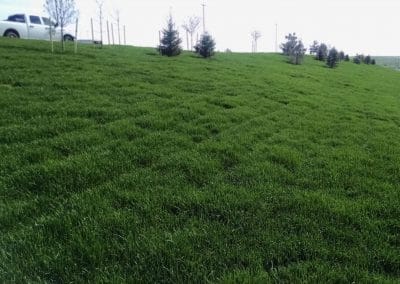 green sod on hill
