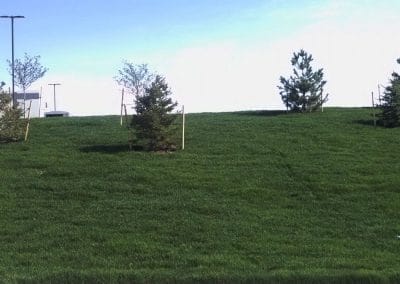 green grass on hill