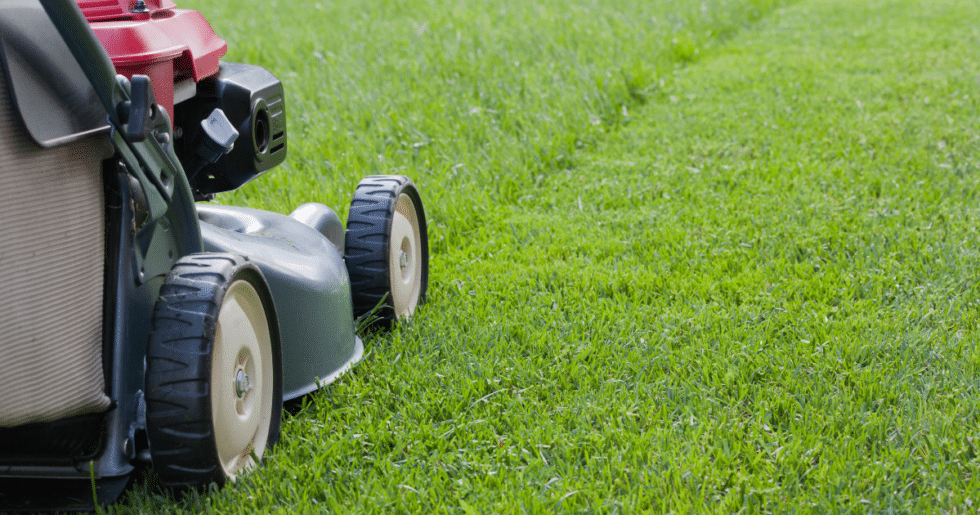 How to Keep Kentucky Bluegrass Healthy in Colorado | BigFoot Turf